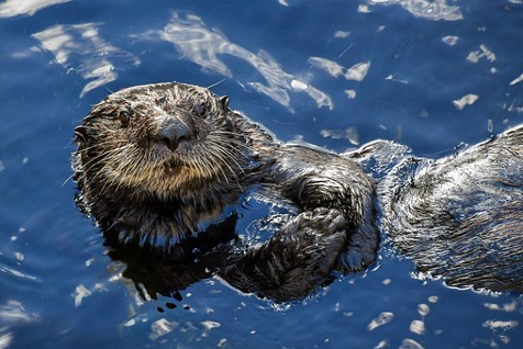Photo of an otter