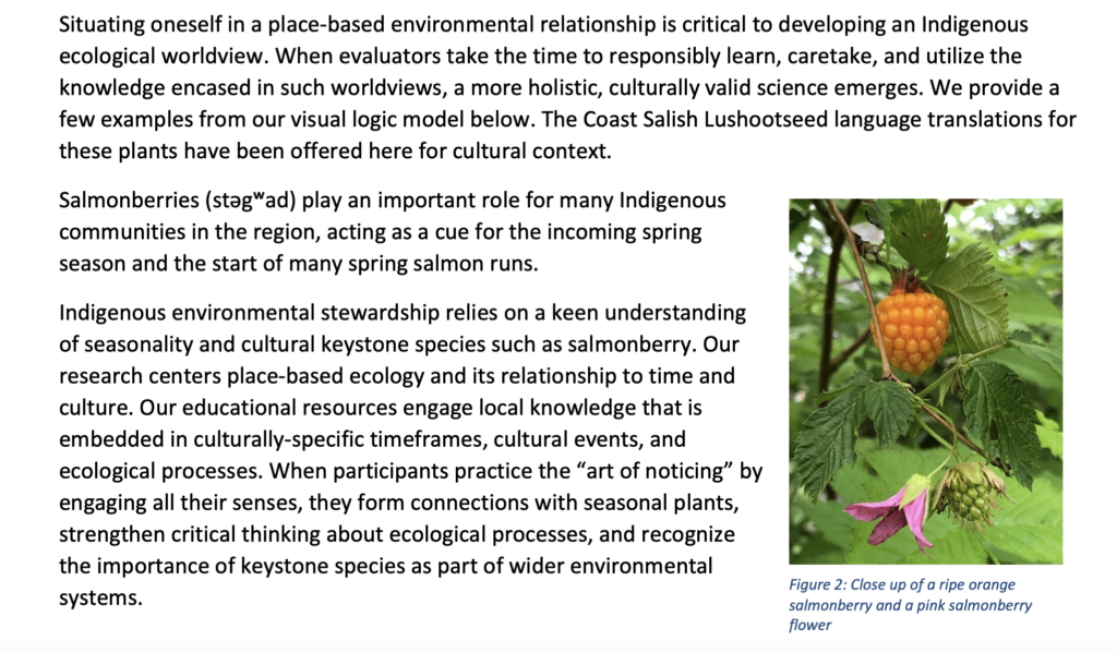 Situating oneself in a place-based environmental relationship is critical to developing an Indigenous ecological worldview. When evaluators take the time to responsibly learn, caretake, and utilize the knowledge encased in such worldviews, a more holistic, culturally valid science emerges. We provide a few examples from our visual logic model below. The Coast Salish Lushootseed language translations for these plants have been offered here for cultural context.
Salmonberries (st?g?ad) play an important role for many Indigenous communities in the region, acting as a cue for the incoming spring season and the start of many spring salmon runs. 
Indigenous environmental stewardship relies on a keen understanding of seasonality and cultural keystone species such as salmonberry. Our research centers place-based ecology and its relationship to time and culture. Our educational resources engage local knowledge that is embedded in culturally-specific timeframes, cultural events, and ecological processes. When participants practice the “art of noticing” by engaging all their senses, they form connections with seasonal plants, strengthen critical thinking about ecological processes, and recognize the importance of keystone species as part of wider environmental systems.