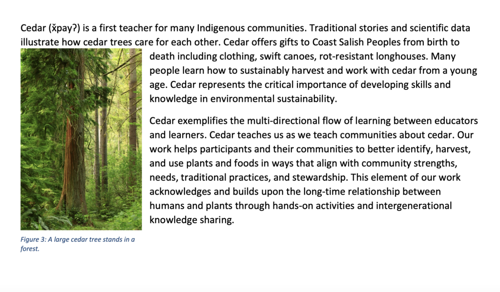 Cedar (x?pay?) is a first teacher for many Indigenous communities. Traditional stories and scientific data illustrate how cedar trees care for each other. Cedar offers gifts to Coast Salish Peoples from birth to death including clothing, swift canoes, rot-resistant longhouses. Many people learn how to sustainably harvest and work with cedar from a young age. Cedar represents the critical importance of developing skills and knowledge in environmental sustainability. 
Cedar exemplifies the multi-directional flow of learning between educators and learners. Cedar teaches us as we teach communities about cedar. Our work helps participants and their communities to better identify, harvest, and use plants and foods in ways that align with community strengths, needs, traditional practices, and stewardship. This element of our work acknowledges and builds upon the long-time relationship between humans and plants through hands-on activities and intergenerational knowledge sharing. 
